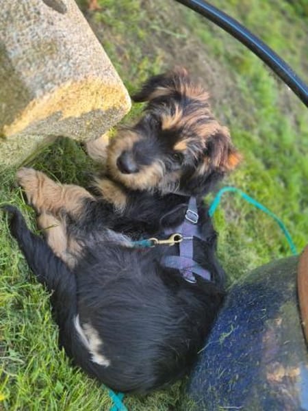 Zara sucht ein Zuhause