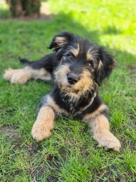 Zara sucht ein Zuhause