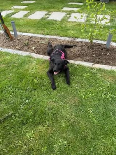 🐾 Erna sucht ihr Für-immer-Zuhause