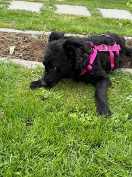 🐾 Erna sucht ihr Für-immer-Zuhause