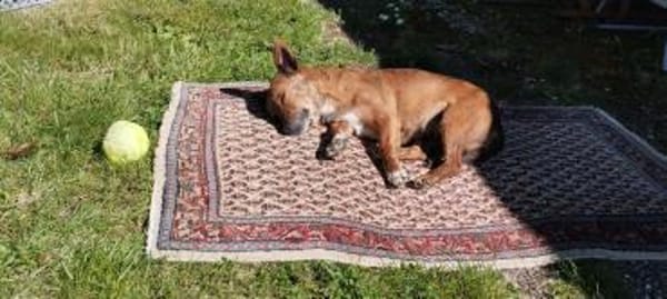 sehr liebe, kleine Mathilda auf PS 90562