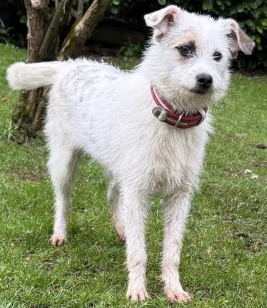 Nussini Terriermix / PLZ 82284