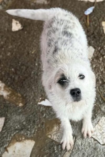 Nussini Terriermix / PLZ 82284