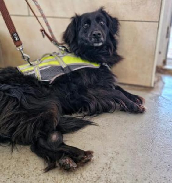 Nika sucht ein Zuhause