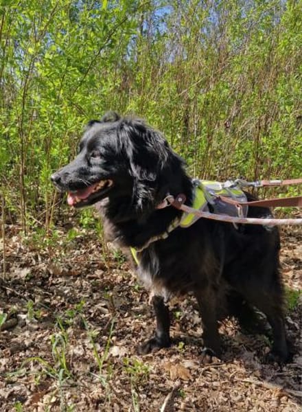 Nika sucht ein Zuhause