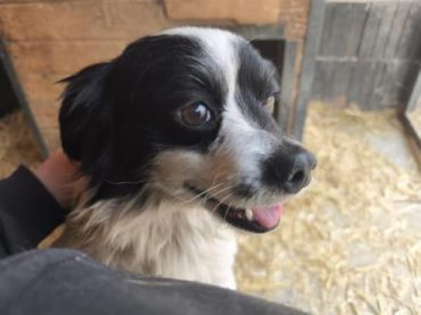 Ede, verschmuster kleiner Rüde, ca. 2 J.