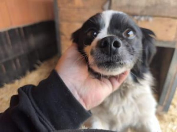 Ede, verschmuster kleiner Rüde, ca. 2 J.