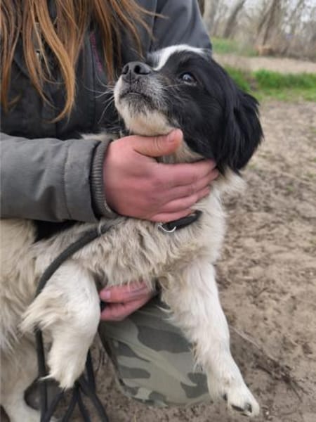 Ede, verschmuster kleiner Rüde, ca. 2 J.