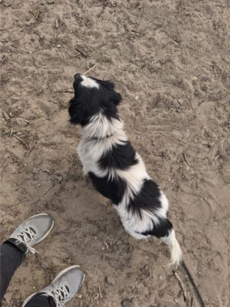 Ede, verschmuster kleiner Rüde, ca. 2 J.