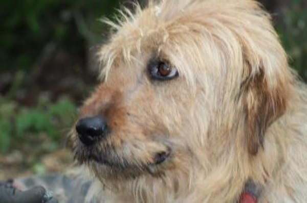 Bamboo - zutraulich u. kinderlieb