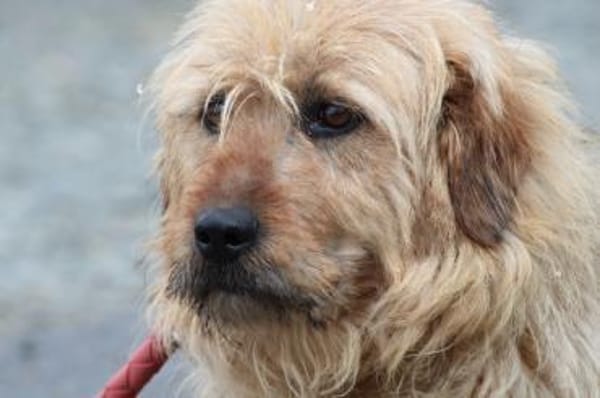 Bamboo - zutraulich u. kinderlieb