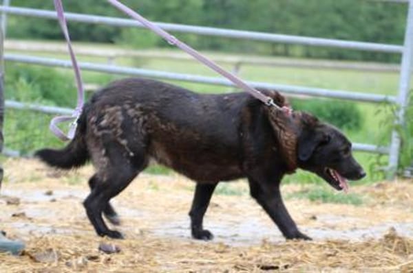 Douce - ❤❤sehr verspielt u. kinderlieb
