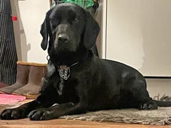 MIRELLA - eine schwarze Schönheit