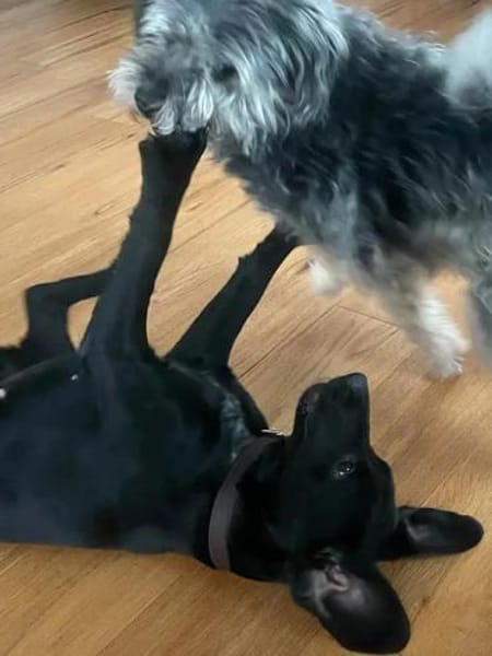 MIRELLA - eine schwarze Schönheit