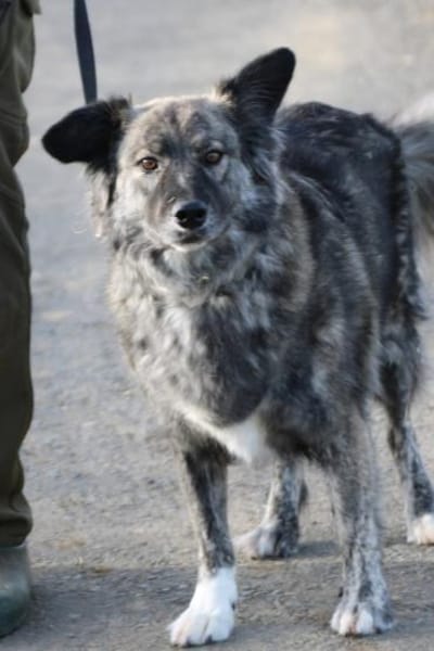 Sira - zutraulich u. verschmust