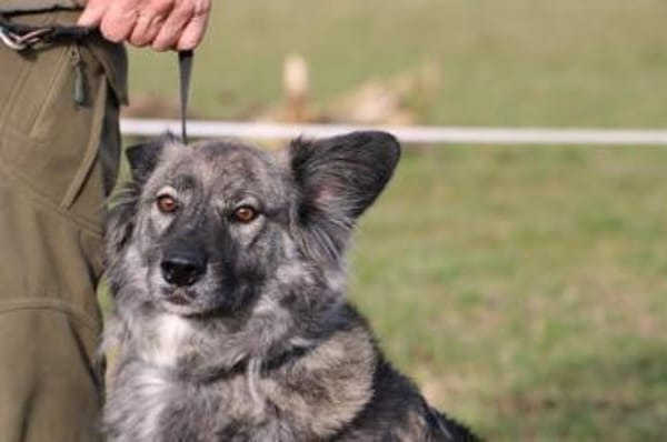 Sira - zutraulich u. verschmust