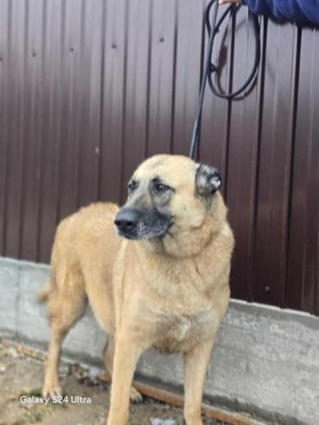 Safira - die Liebe und Treue in Person