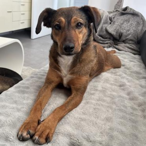 Verspiele kleine Rizza wartet