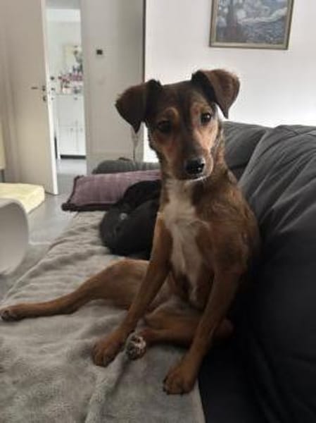 Verspiele kleine Rizza wartet