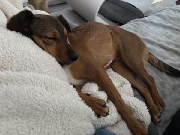 Verspiele kleine Rizza wartet