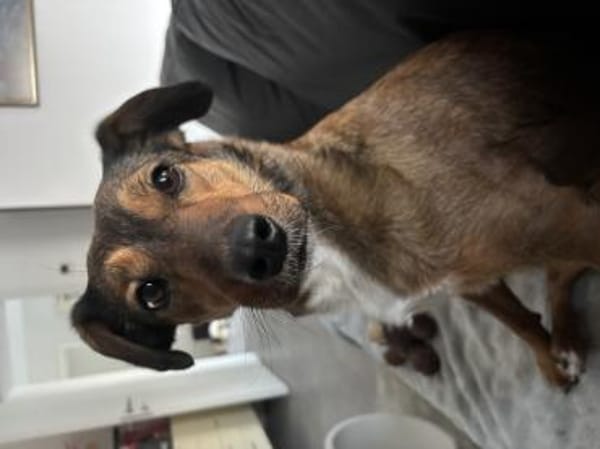 Verspiele kleine Rizza wartet