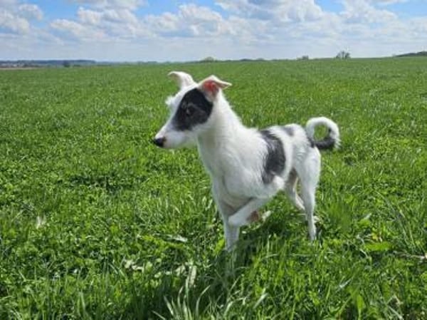 Keks sucht seine 2te Chance