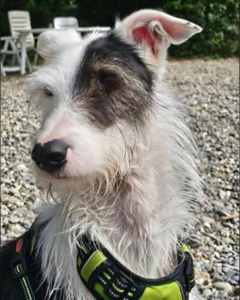 Keks sucht seine 2te Chance