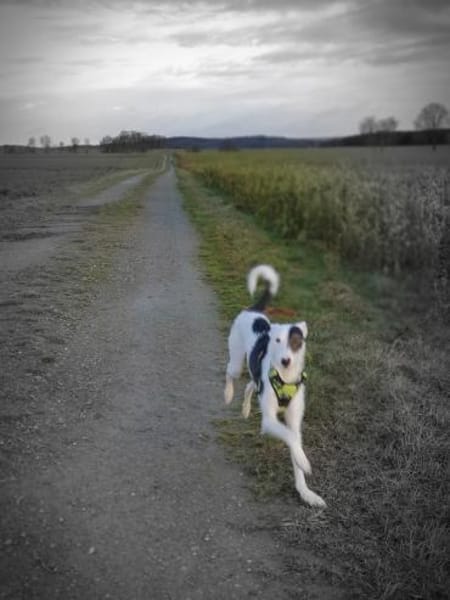 Keks sucht seine 2te Chance