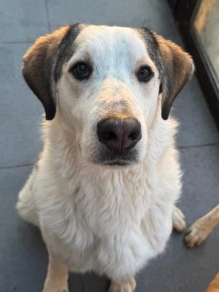 LEOPOLD - aufgeweckt, freundlich, sozial