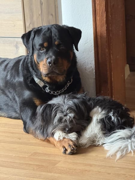 Rocko - Vermittlungshilfe