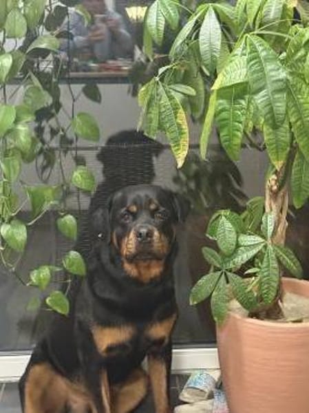 Rocko - Vermittlungshilfe