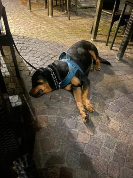 Rocko - Vermittlungshilfe