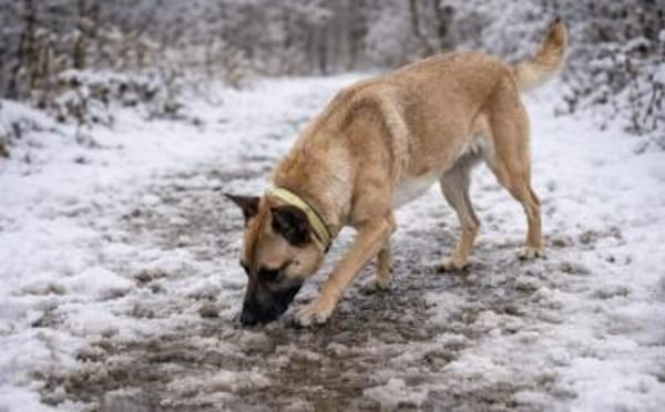 Creo sucht sein Traumzuhause