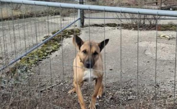 Creo sucht sein Traumzuhause