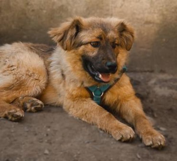 Lexino sucht sein Für-immer-Zuhause