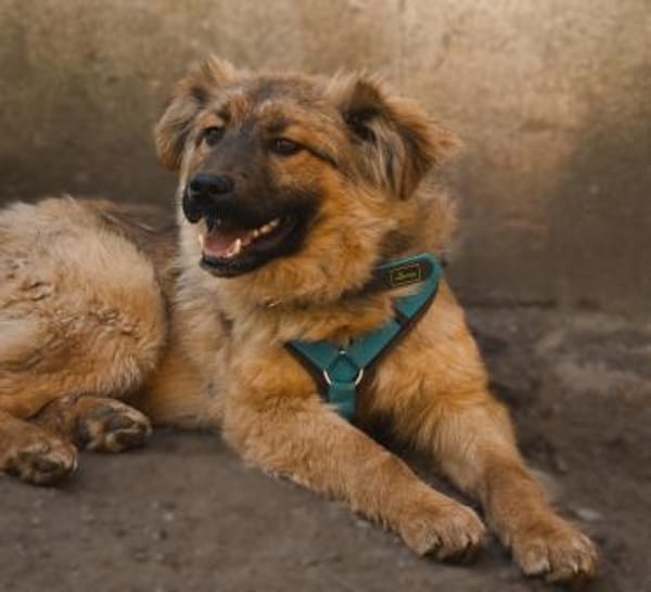 Lexino sucht sein Für-immer-Zuhause