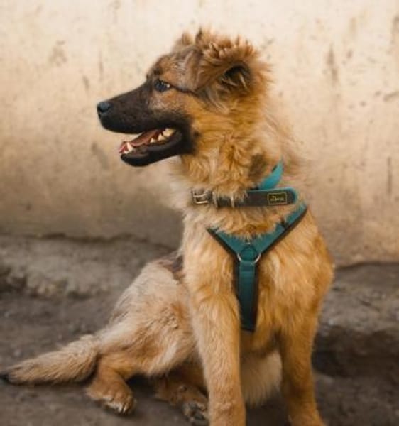 Lexino sucht sein Für-immer-Zuhause