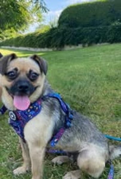 Jaylah sucht ein neues Zuhause🍀💕🐾