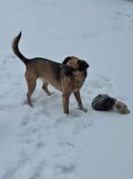 Jaylah sucht ein neues Zuhause🍀💕🐾