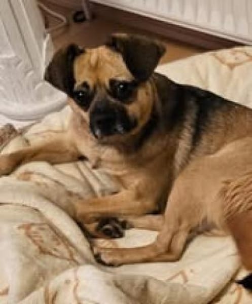 Jaylah sucht ein neues Zuhause🍀💕🐾