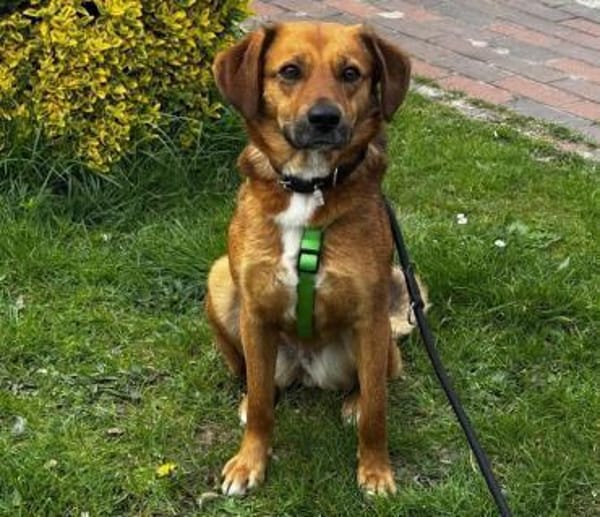 Schmusebacke Wilma in PLZ 27711