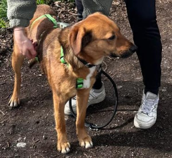 Schmusebacke Wilma in PLZ 27711