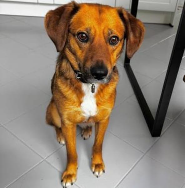 Schmusebacke Wilma in PLZ 27711