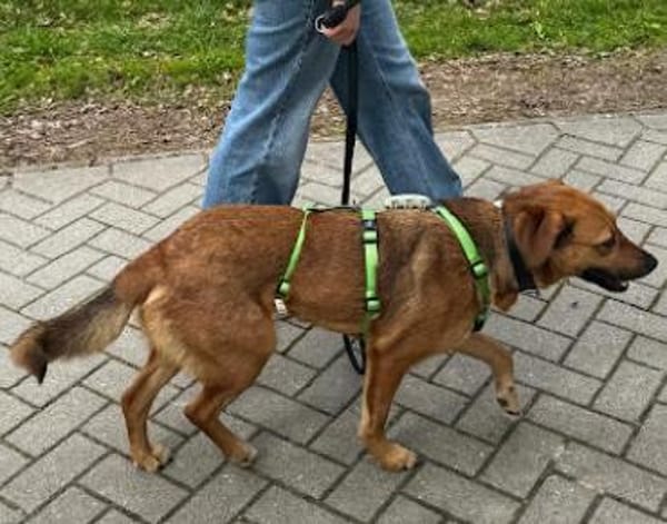 Schmusebacke Wilma in PLZ 27711