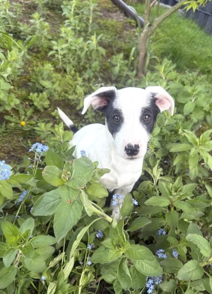 Lilo sehr freundlich und lieb