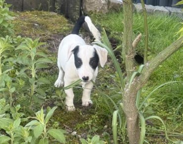 Lilo sehr freundlich und lieb