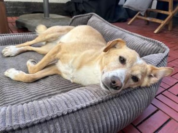 HEDI - verkuschelt und liebenswürdig