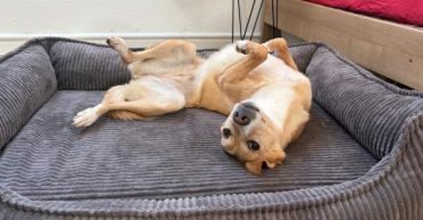 HEDI - verkuschelt und liebenswürdig