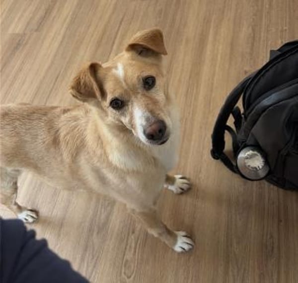 HEDI - verkuschelt und liebenswürdig