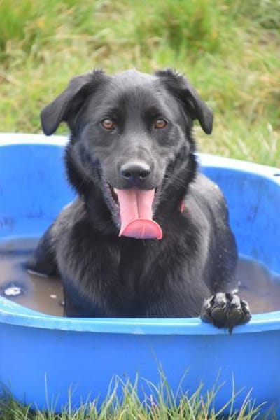 Sam - fröhlich und agil